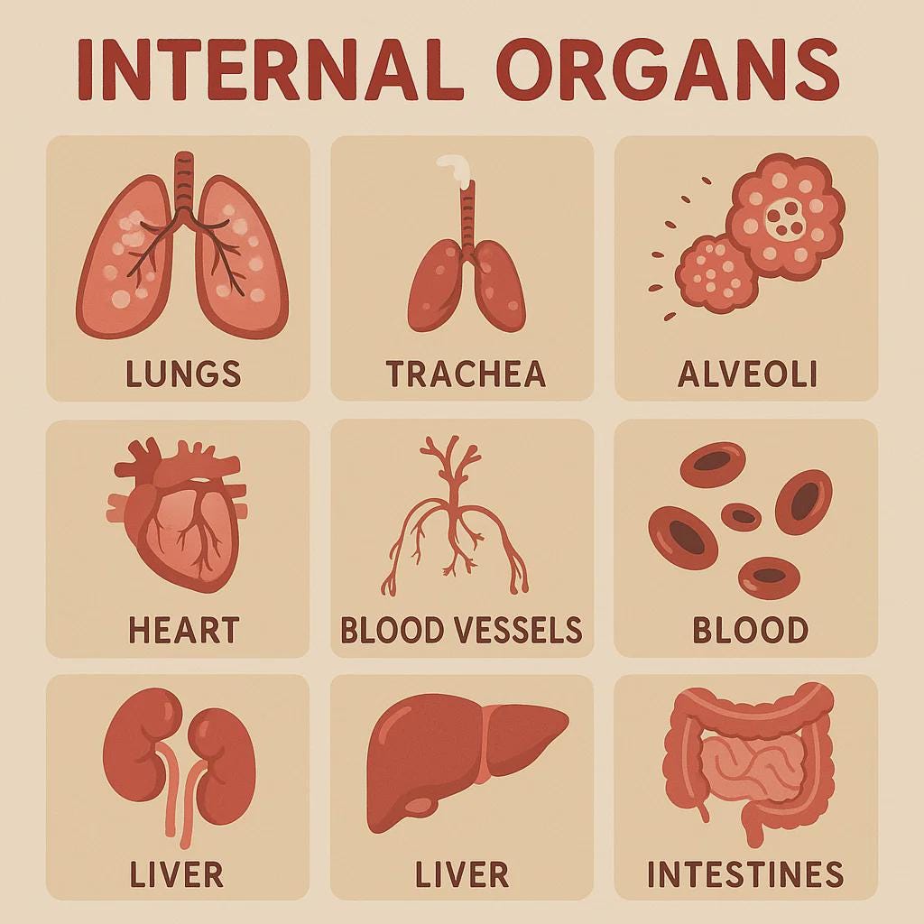 Internal Organs Internal Organs Flashcards Printable Science Flashcards ...