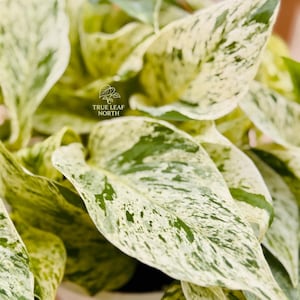 Snow Queen Pothos Cutting: Rare Variegated Epipremnum