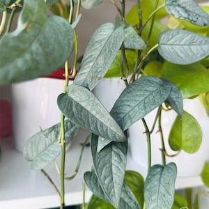 Cebu Blue Pothos Cutting | Epipremnum pinnatum | Silver-Blue Foliage | Rooted or Fresh