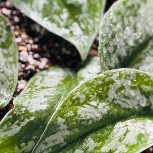 May include: Close-up of green and silver leaves with water droplets. The leaves have a unique pattern and texture, with the text "TRUE LEAF NORTH" visible on one of the leaves. The image is well-lit, highlighting the details of the plant.
