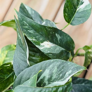 Pothos Albo Cutting | Fresh or Rooted Option | Variegated Epipremnum aureum | Rare Houseplant