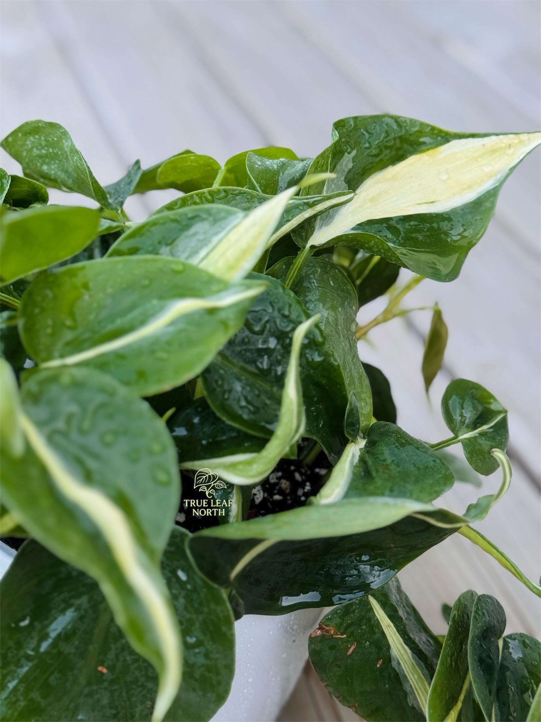 Philodendron Heterocraspedon - Etsy Canada