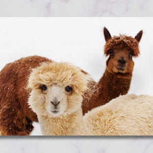 Alpaca von Mehgan Murphy, Smithsonian's National Zoo, Tier und Natur Fotografie, schöne Leinwand Wanddekoration
