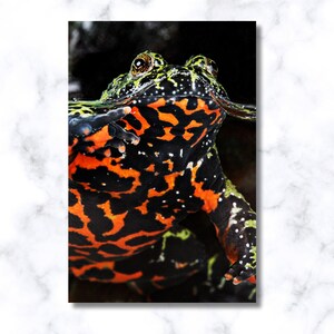 May include: A detailed image of a fire-bellied toad, with its distinctive orange and black markings. The toad's head, speckled with green and white, is partially in water. The dark background accentuates the bright colours of the amphibian. Set against a marble backdrop.