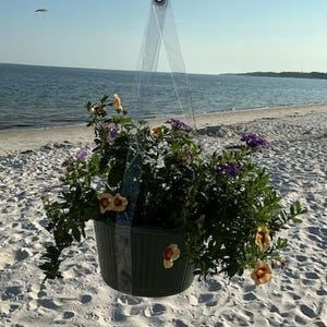 May include: A hanging planter with a ribbed gray plastic pot containing a mix of green foliage and small, trumpet-shaped flowers in shades of yellow, orange, and purple. The planter is suspended by clear plastic straps against a bright sky.