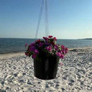 May include: A black hanging planter containing vibrant pink and purple flowers, suspended by clear plastic straps. The planter is positioned against a backdrop of a sandy beach, the ocean, and a clear blue sky, creating a contrast between the dark pot.