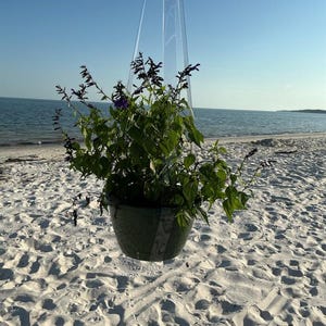 May include: A dark green hanging planter containing a lush green plant with vibrant purple flower spikes. The planter is suspended by clear, transparent plastic straps that extend upward, creating a vertical frame around the foliage.