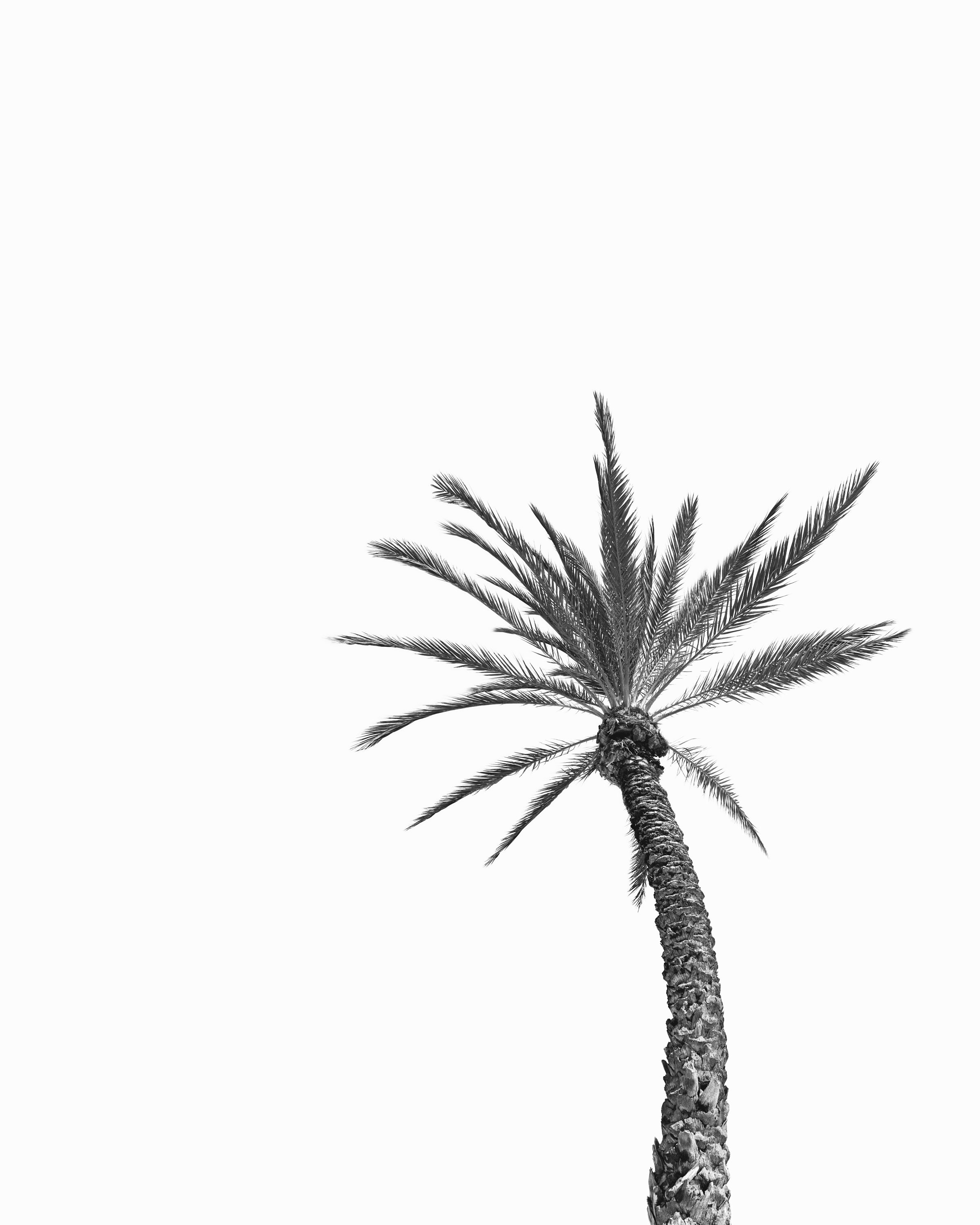 Set of 3 Black and White Palm Tree Photo Printable Wall Art - Etsy