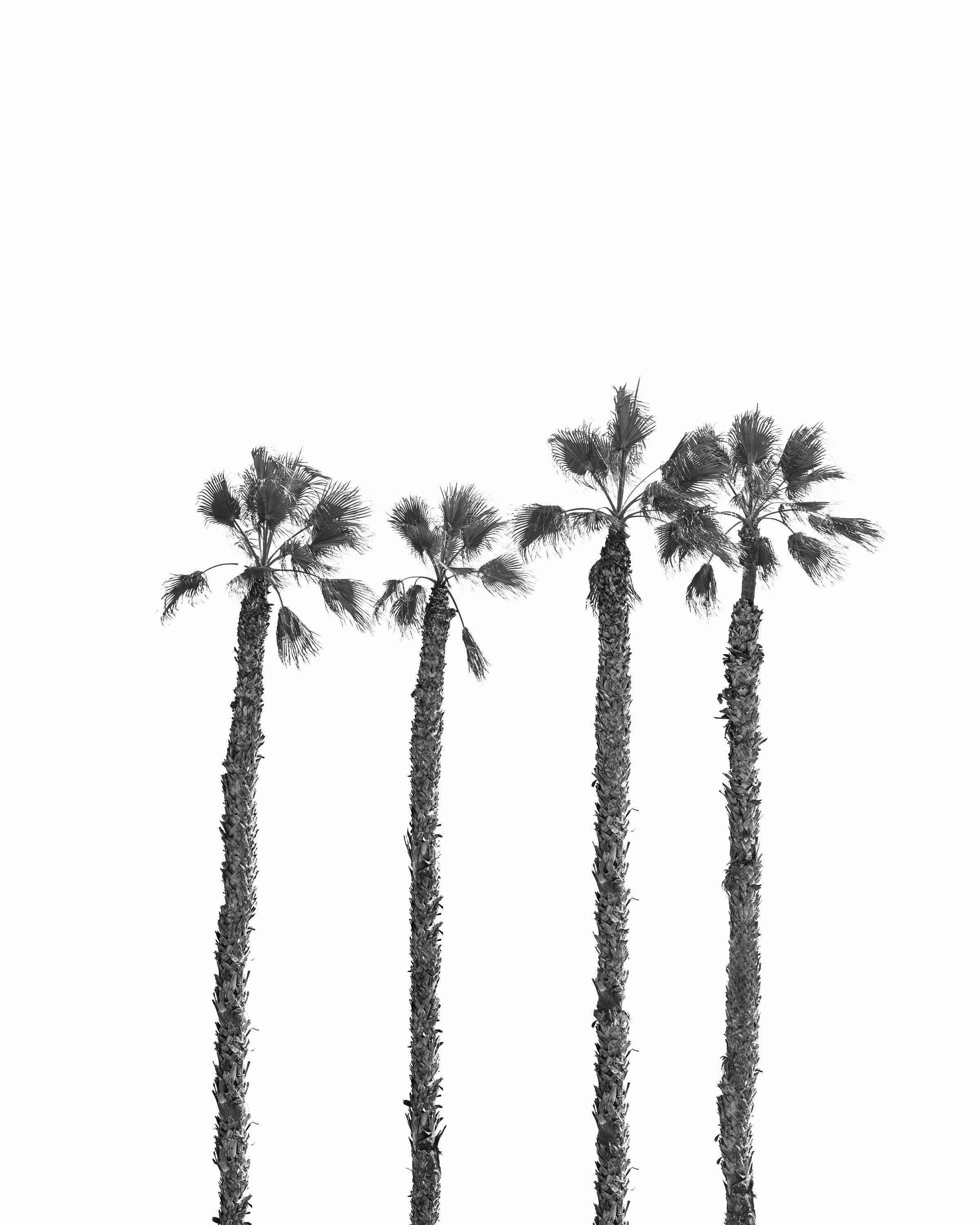 Set of 3 Black and White Palm Tree Photo Printable Wall Art - Etsy