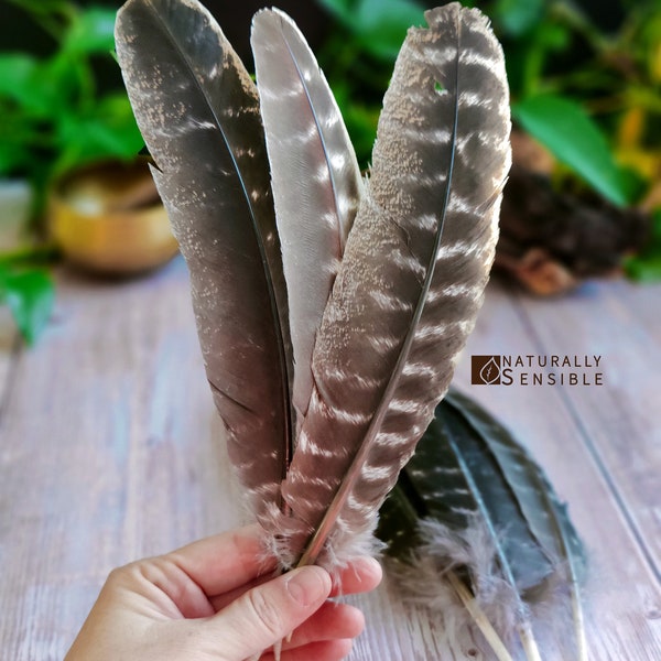 Huge Turkey Feather 12 Inches, Smudging Ritual Cleansing Tool, Spiritual Ceremony Aid, Natural Turkey Plume, Meditation Accessory