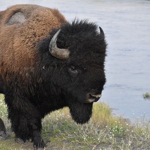 American Bison walking by the water