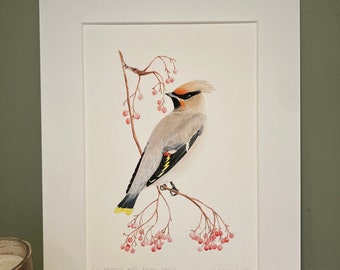 Waxwing with Rowan Berries Bird Art Watercolour Print