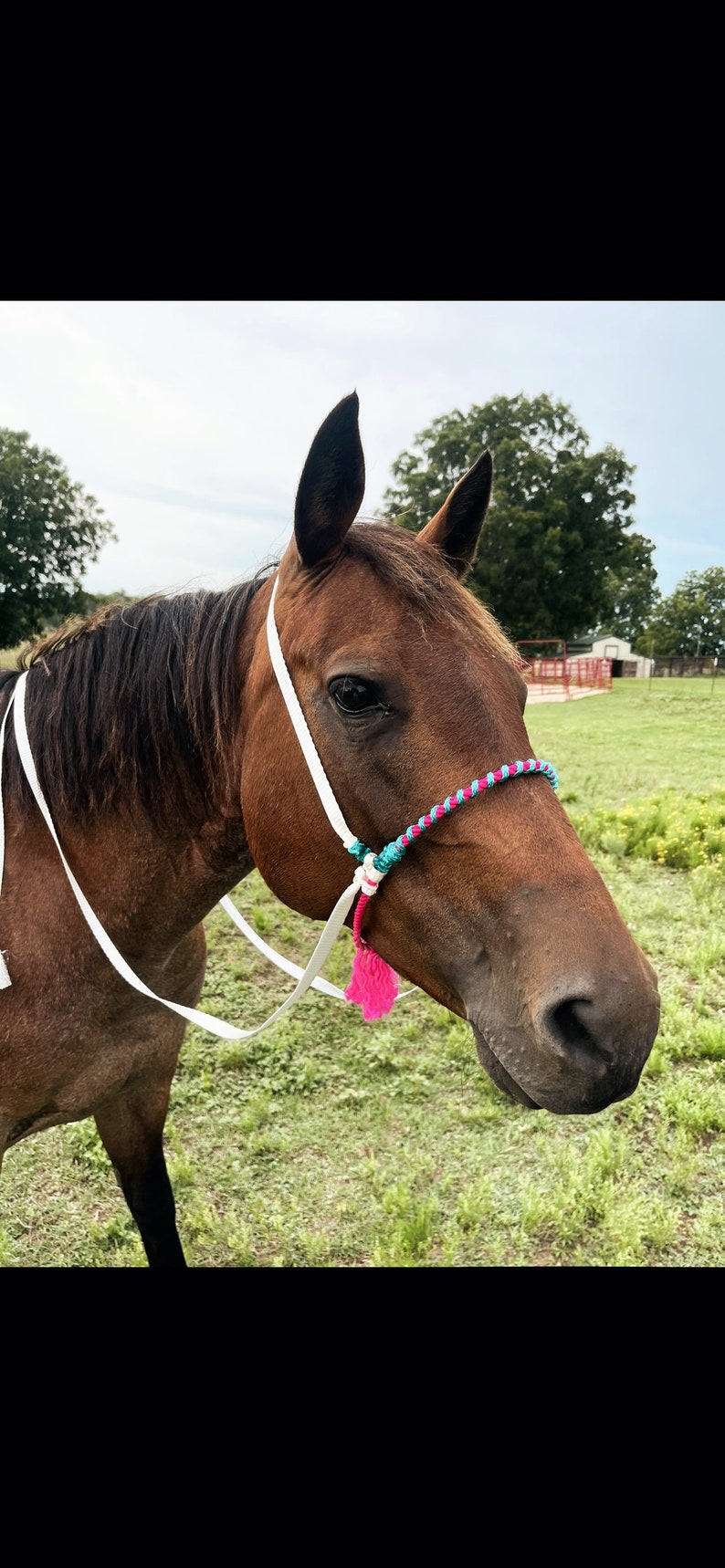 Leather & Muletape loping hackamore image 1