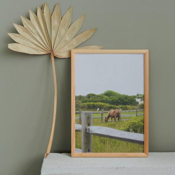 Wild Beach Pony Assateague island Print