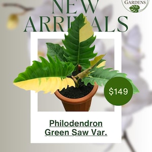 Philodendron Green Saw Variegated – Rare Tropical Aroid Houseplant