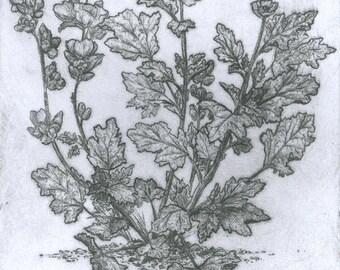 Desert Globemallow- handmade intaglio print