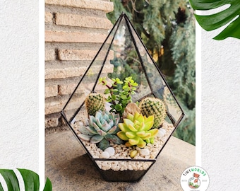 Box Glass Terrarium "Efesto" - Natural decor for home, for interior plants and moss. Plants not included