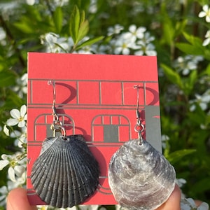 Shell Earrings