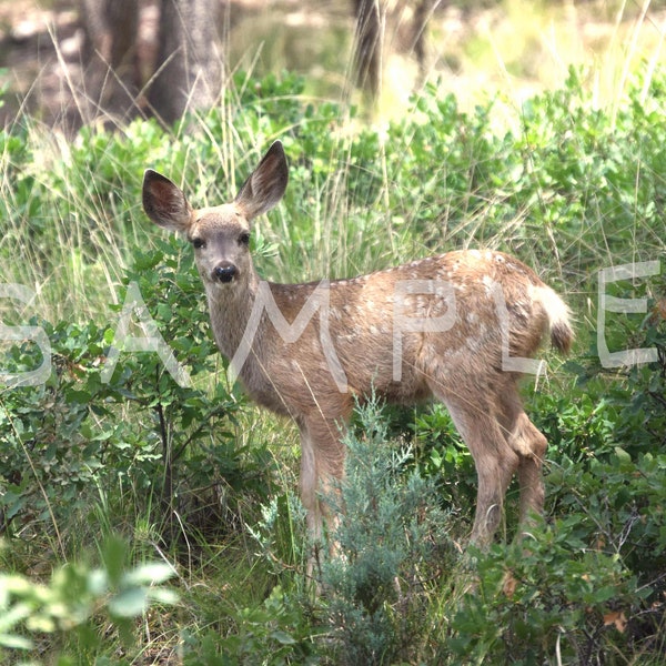 mountain Mule deer fawn photograph