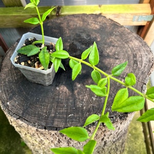 Blooming size/ Completely rooted/ Hoya lanceolata subsp bella/ house plant/ 2 1/2” plant.