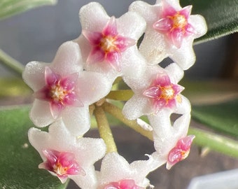 Blooming size/ Completely rooted/ Hoya nummularioides/ house plant/ 3” plant.