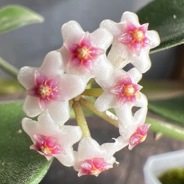 Blooming size/ Completely rooted/ Hoya nummularioides/ house plant/ 3” plant.