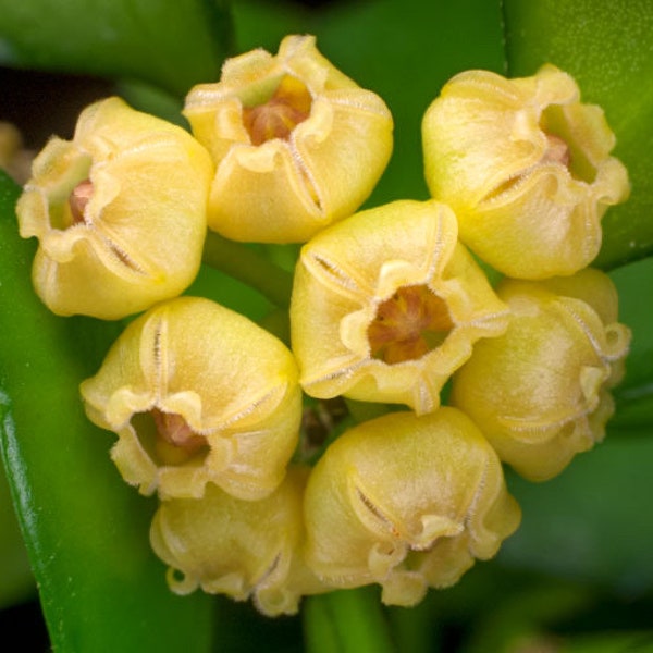 Blooming size/ Completely rooted/ Hoya heuschkeliana, yellow/ house plant/ 3” plant.