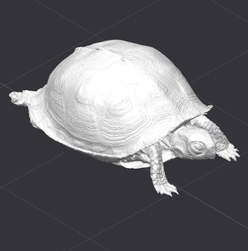 Box Turtle STL 3D Printer File - Etsy