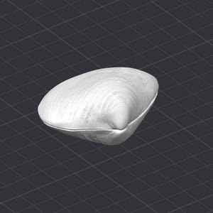 May include: A white seashell with a smooth, textured surface. The shell is closed and has a rounded shape.