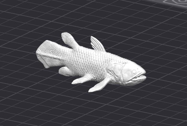 Coelacanth pattern - Etsy 日本