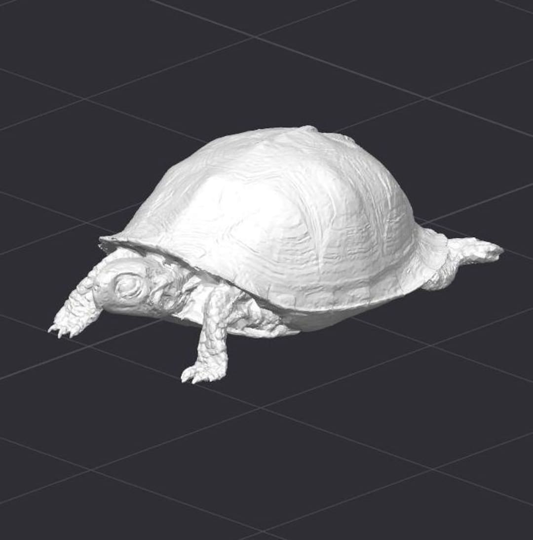 Box Turtle STL 3D Printer File - Etsy
