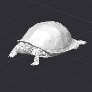 May include: A white 3D model of a turtle with its head and legs extended. The turtle is facing the left side of the image.
