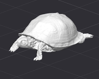 May include: A white 3D model of a turtle with its head and legs extended. The turtle is facing the left side of the image.