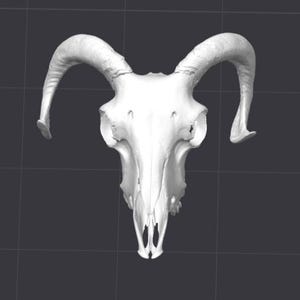 May include: A white ram skull with prominent, curved horns, set against a dark grey backdrop. The image is a close-up, revealing the detailed bone structure and the shape of the horns. The skull's features are clearly visible.
