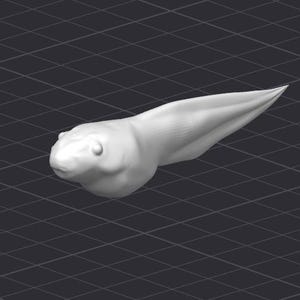 May include: A white, 3D-rendered model of a tadpole, a larval stage of a frog or toad.