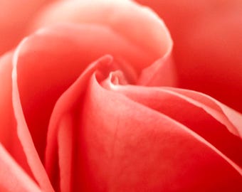 May include: Close-up of a soft, pink rose with delicate petals.