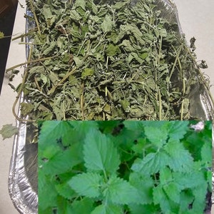 Catnip tea