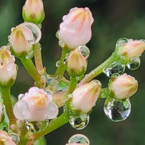 May include: Close-up of pink flower buds covered in water droplets. The buds are clustered together on a green stem.
