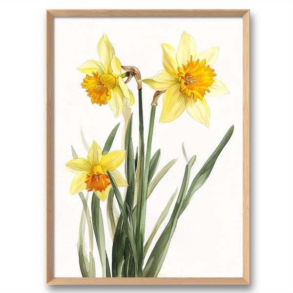 Daffodil Watercolor Art Print Botanical Painting Narcissus Wall Art Spring Flowers Poster