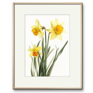 May include: A watercolor painting of three yellow daffodils with orange centers. The flowers are in bloom and have green leaves. The background is white.
