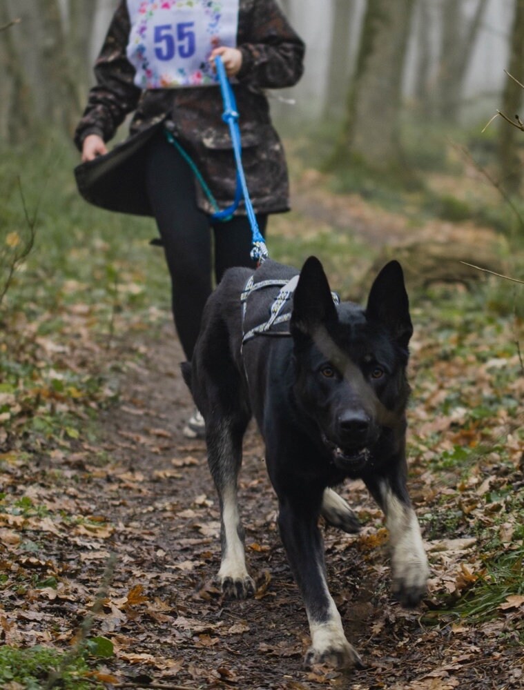 Dog Chest Harness Pattern Dog Harness DIY Sewing Pattern Easy Dog