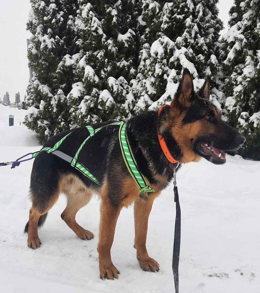 Dog Chest Harness Pattern Dog Harness DIY Sewing Pattern Easy Dog