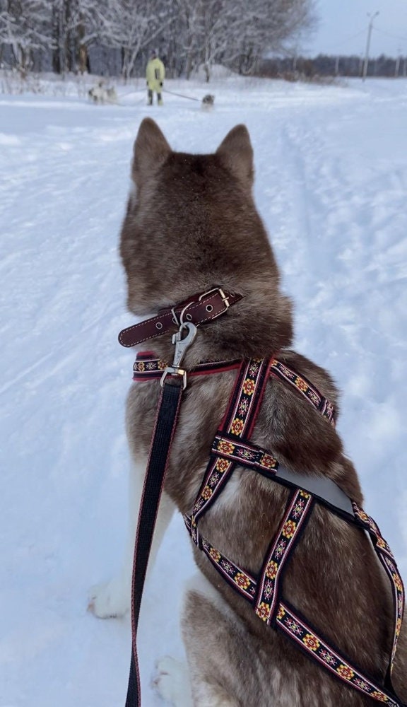 Dog Chest Harness Pattern Dog Harness DIY Sewing Pattern Easy Dog