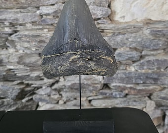 Dent de Mégalodon – Réplique taille réelle réaliste | Sculpture peinte à la main