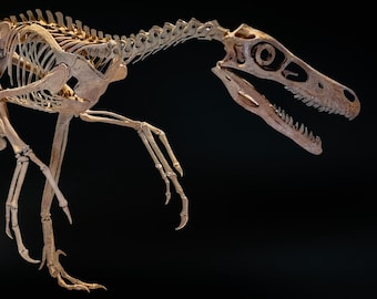 Squelette complet de Vélociraptor – Réplique scientifique réaliste | Sculpture haut de gamme sur socle métal