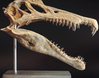 Spinosaurus Skull Replica Fossilized Dinosaur Sculpture 16cm