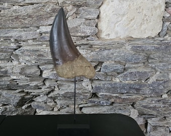 Dent de Carcharodontosaurus – Réplique taille réelle | Sculpture réaliste peinte à la main