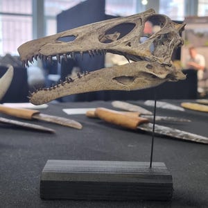 Può includere: Un teschio di rettile fossilizzato montato su un sottile stelo di metallo fissato a una base rettangolare in legno nero. Il teschio è beige e marrone con denti affilati visibili e grandi orbite, posizionato orizzontalmente tra altri resti fossili.