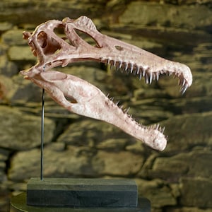 Cráneo de Spinosaurus – Réplica realista en miniatura | Escultura pintada a mano