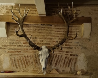 Trophée de cerf – Sculpture murale | Pièce réaliste peinte à la main